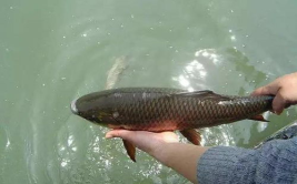 娱乐吃瓜酱放生鱼,一场爱心与自然的和谐交响