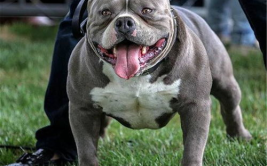 美国恶霸犬,忠诚友善的家庭伴侣犬的起源与特点