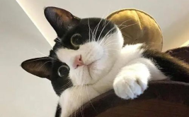 娱乐吃瓜酱奶牛猫,揭秘娱乐圈的萌宠生活