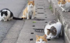 娱乐吃瓜酱流浪猫,吃瓜酱的趣味生活记