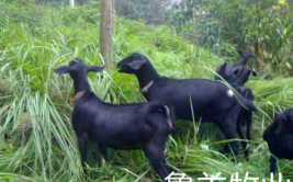黑山羊养殖技术,黑山羊养殖技术要点与高效管理策略