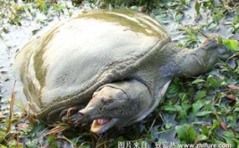 水鱼养殖,从环境选择到经济效益解析