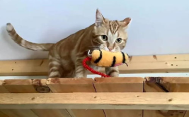 娱乐吃瓜酱小猫吵架,揭秘背后真相