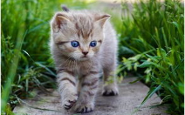 娱乐吃瓜酱大猫咪,揭秘娱乐圈背后的喵星人故事