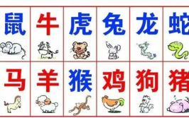 十二生肖的配对,探寻和谐相处的生肖组合