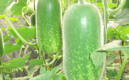 吃瓜娱乐图片高清无水印,捕捉娱乐圈精彩瞬间